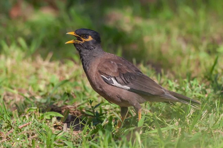 Common Myna (Acridotheres tristis) perched on grass