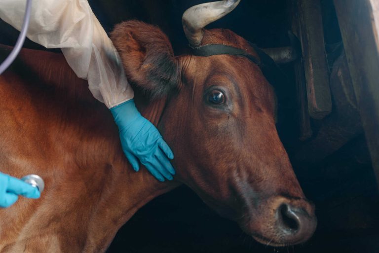 The veterinarian examines the cow on the farm, checks the breathing with a stethoscope.