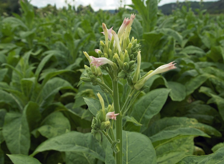 201911Flowering-tobacco