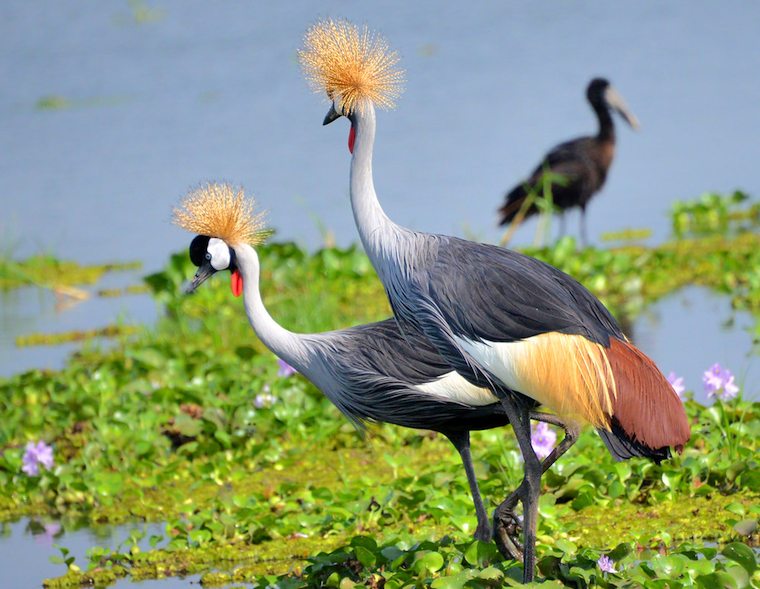 202001Crested-Cranes