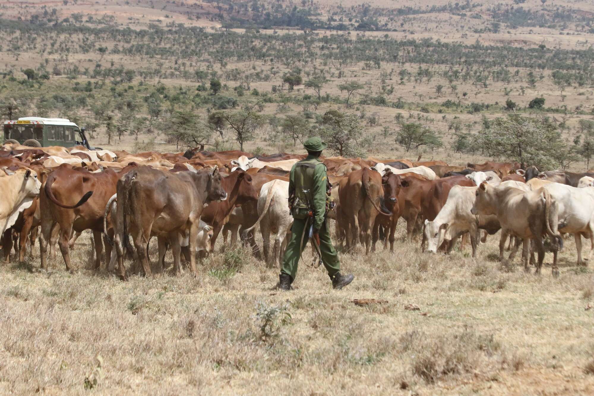 202309DNLAIKIPIARAIDERS0901dc