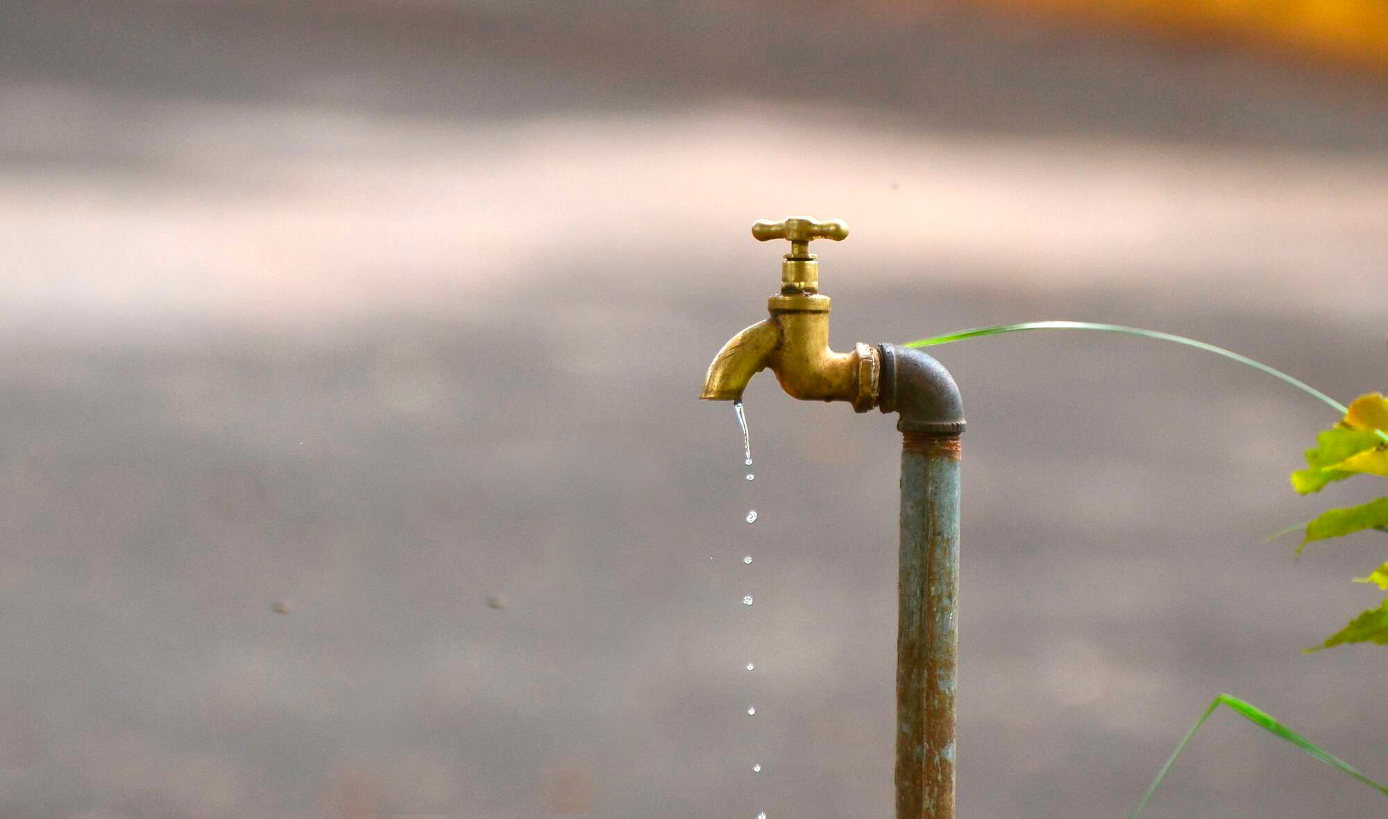 202311DNWATERBIRDS2606VDG