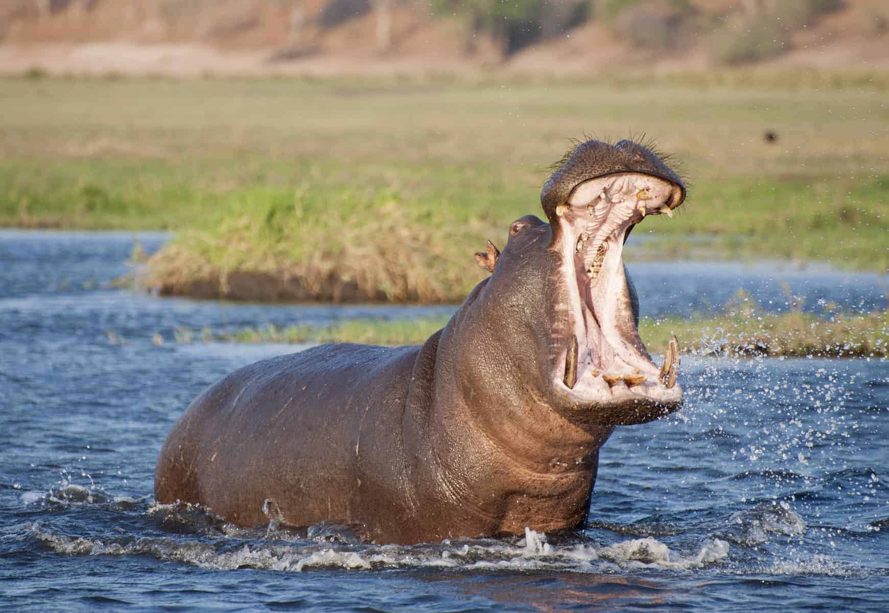 202408Hippo