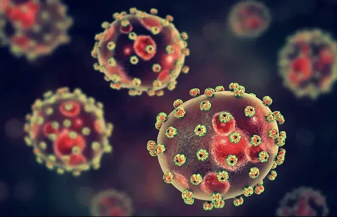 202411lassa-fever-e1732045232788