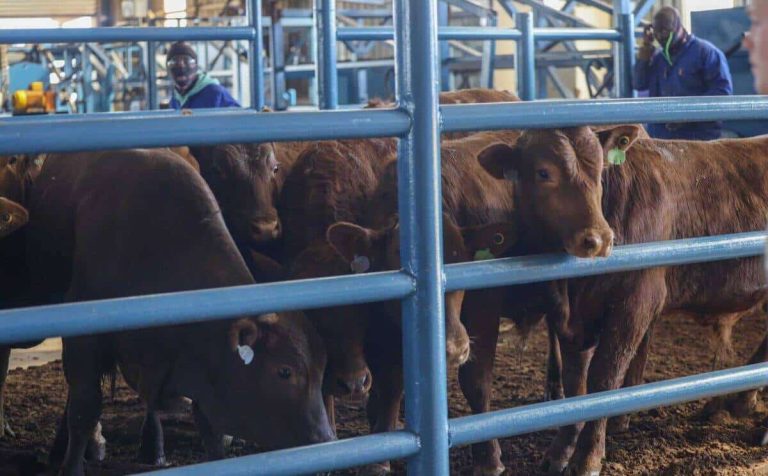 Minister John Steenhuisen Visits The Karan Beef Feedlot In Heidelberg