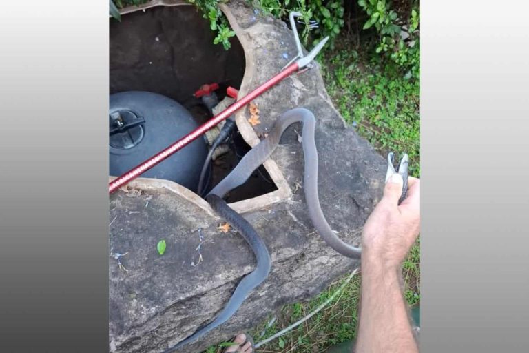 202604Black-mamba-in-pool-pump