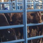 Minister John Steenhuisen Visits The Karan Beef Feedlot In Heidelberg