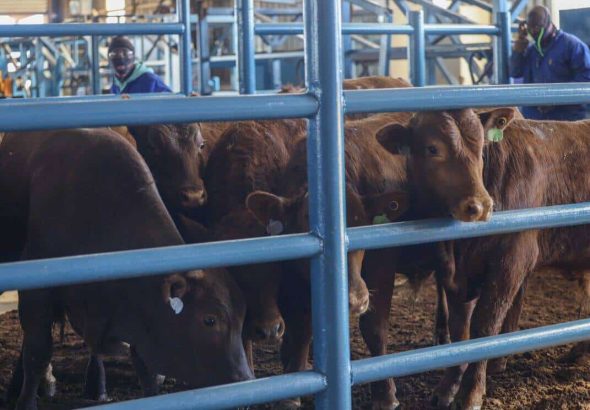 Minister John Steenhuisen Visits The Karan Beef Feedlot In Heidelberg