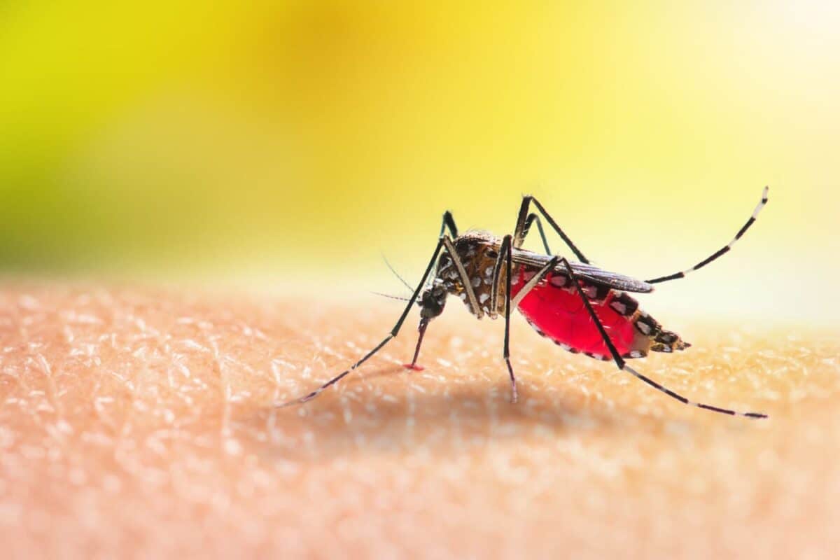202604Gauteng-malaria-cases-surge-as-deaths-rise-sharply