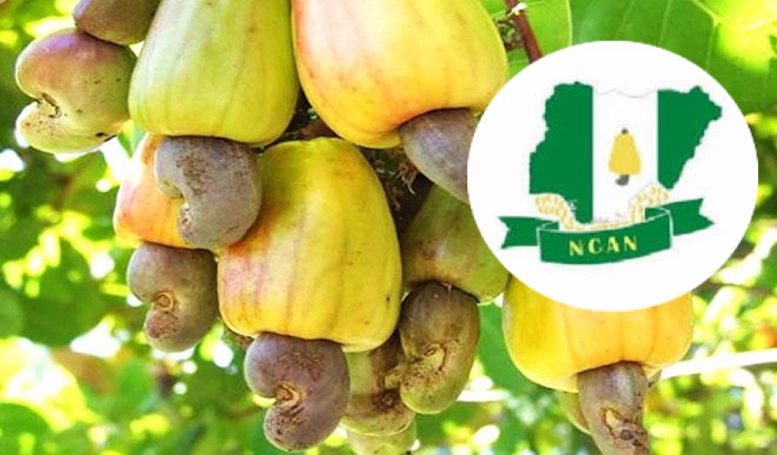 202604NCAN-Reject-Cashew-Export-Ban-Warn-Of-5-Million-Job-Risk-In-Nigeria