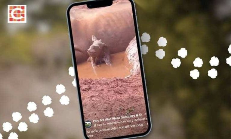 202604Orphaned-white-rhino-becomes-a-mom-for-the-second-time_FEATURE