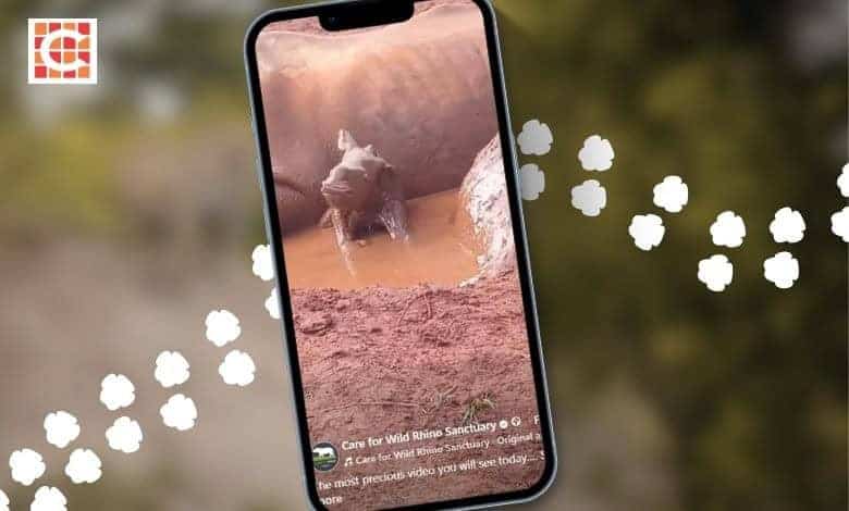 202604Orphaned-white-rhino-becomes-a-mom-for-the-second-time_FEATURE