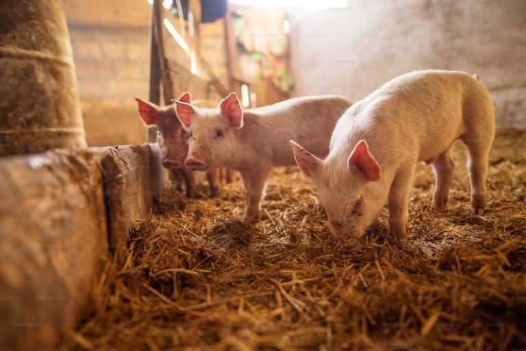 202604Piglets-in-a-pigsty