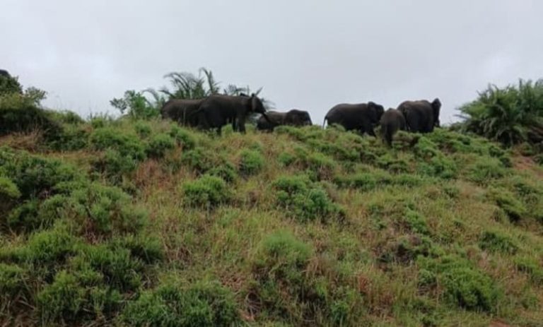 202604ezemvelo-elephants