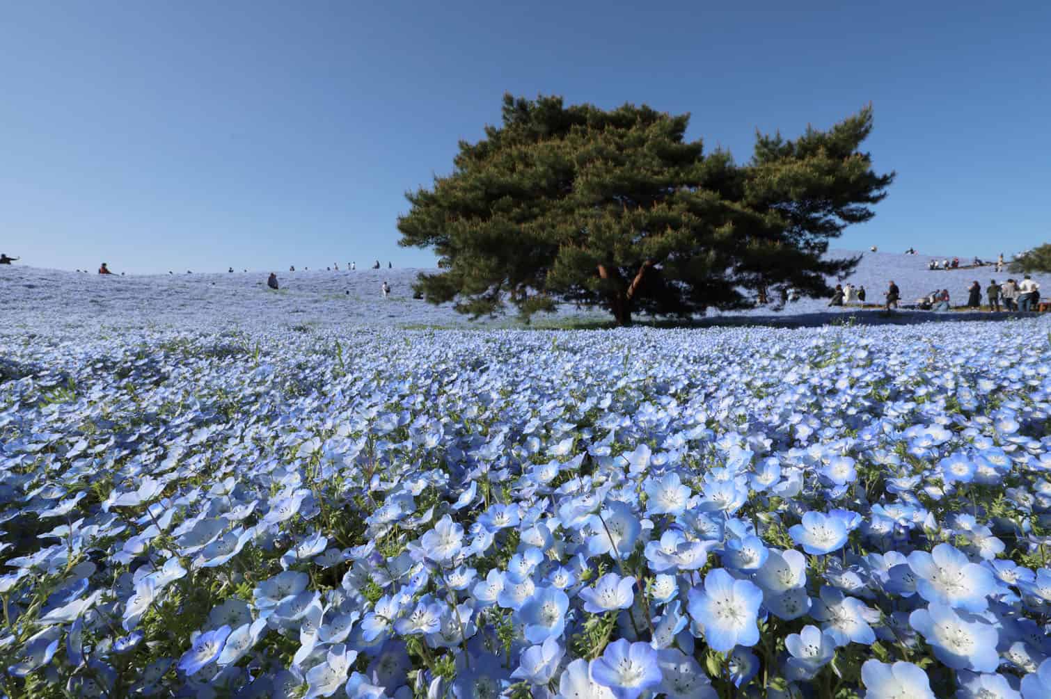 Miraculous "blue carpet" where sky and sea merge in Japan
