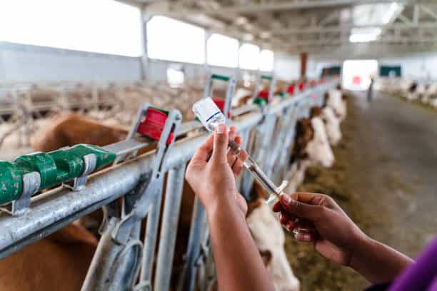 Close up of veterinarian hand holding syringe in front of cow on ranch