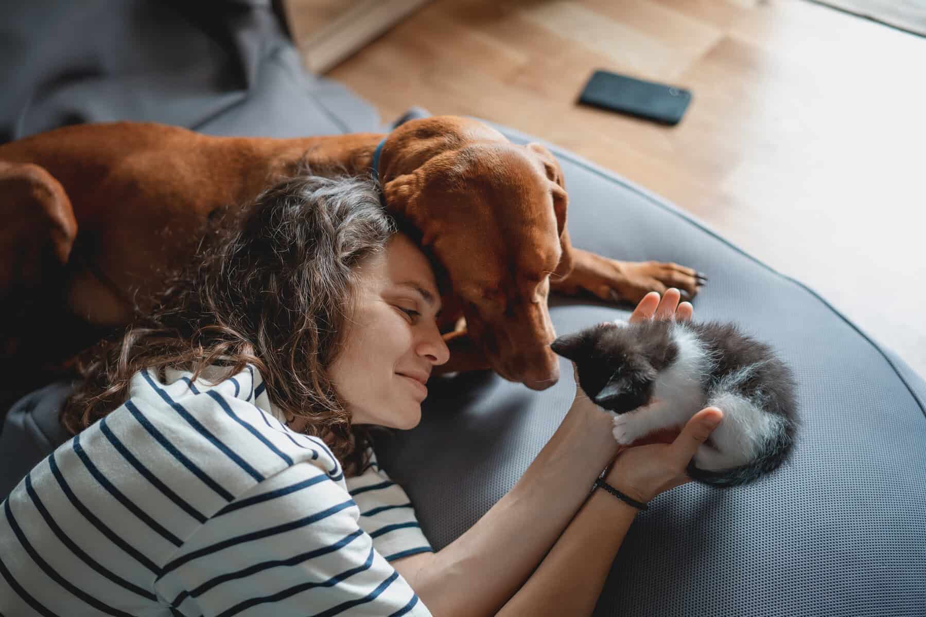 Portrait of a young woman with a Hungarian Pointer dog and a small kitten in her arms lying at home in a room on a bag chair