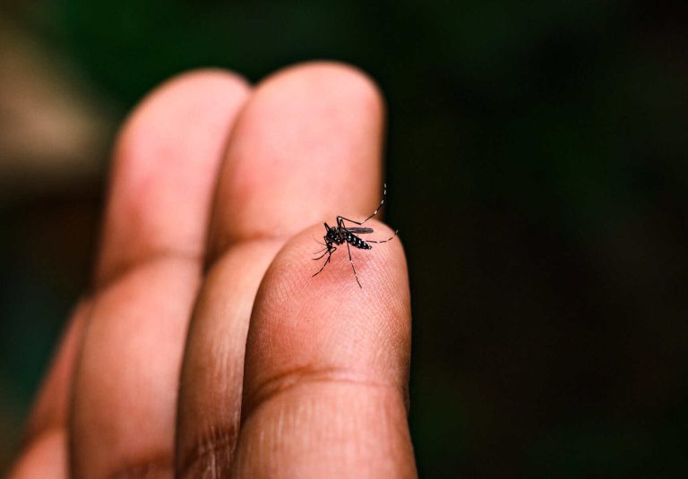 Aedes albopictus (Stegomyia albopicta), from the mosquito (Culicidae) family, also known as the (Asian) tiger mosquito. Vector of yellow fever virus, dengue fever, Chikungunya fever,  Zika virus.