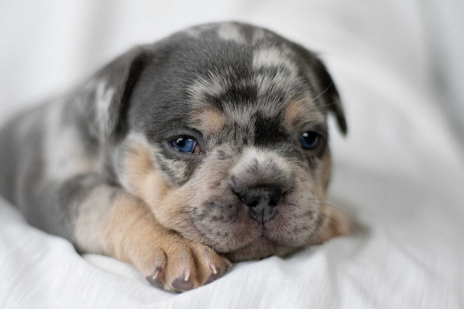 French Bulldog Puppy