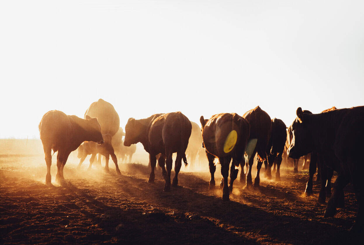 Free range cow herd grazing on open land blowing up