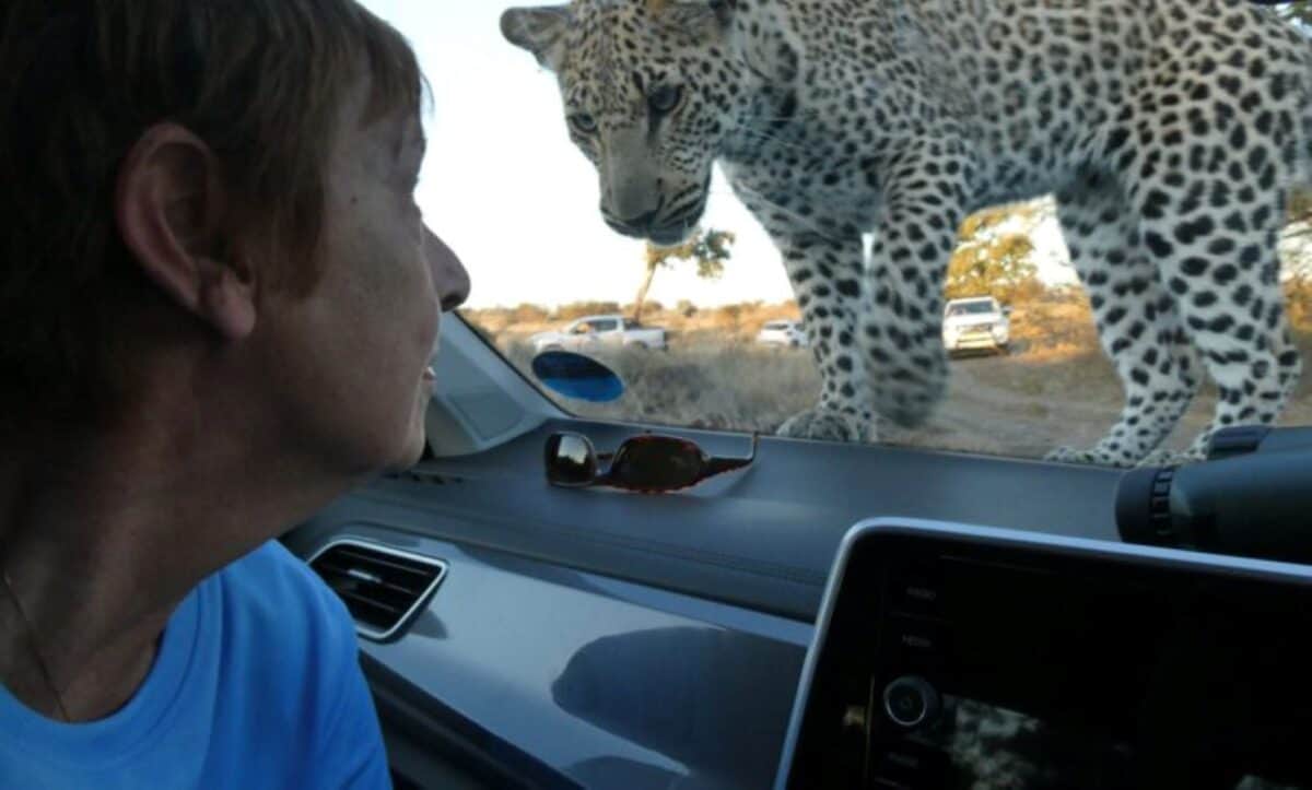 202604leopard-kruger-national-park-knp-car-1200x723-1