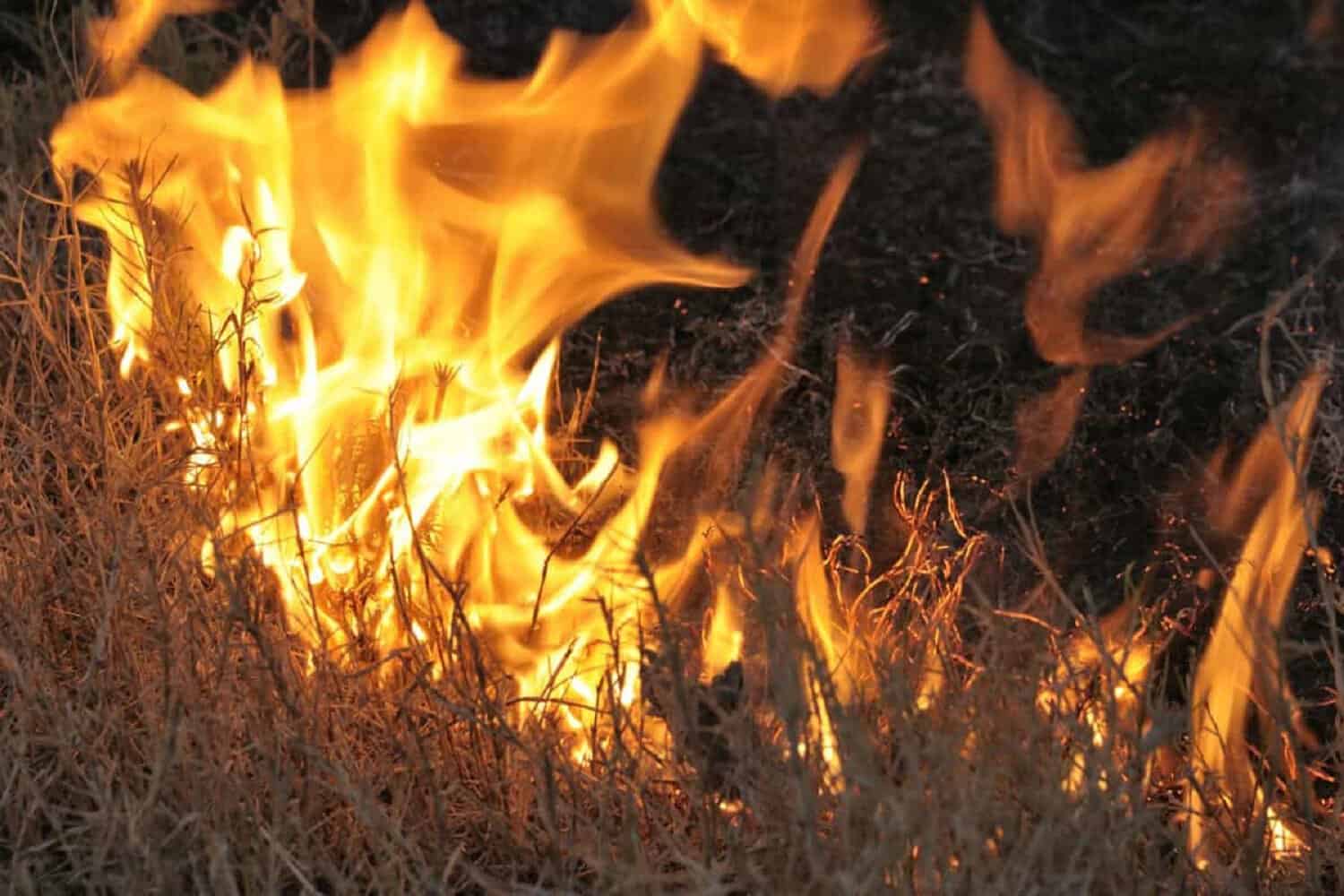 dry grass burning with wildfire