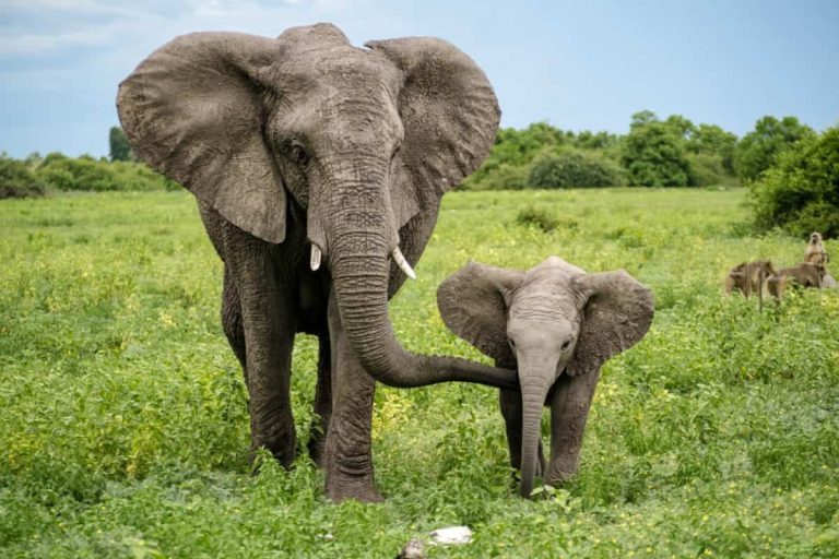 202402Migratory-species-at-risk-across-the-planet