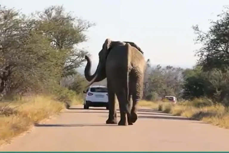 202604elephant-kruger-national-park-tourists-ICYMI-8-April-2026