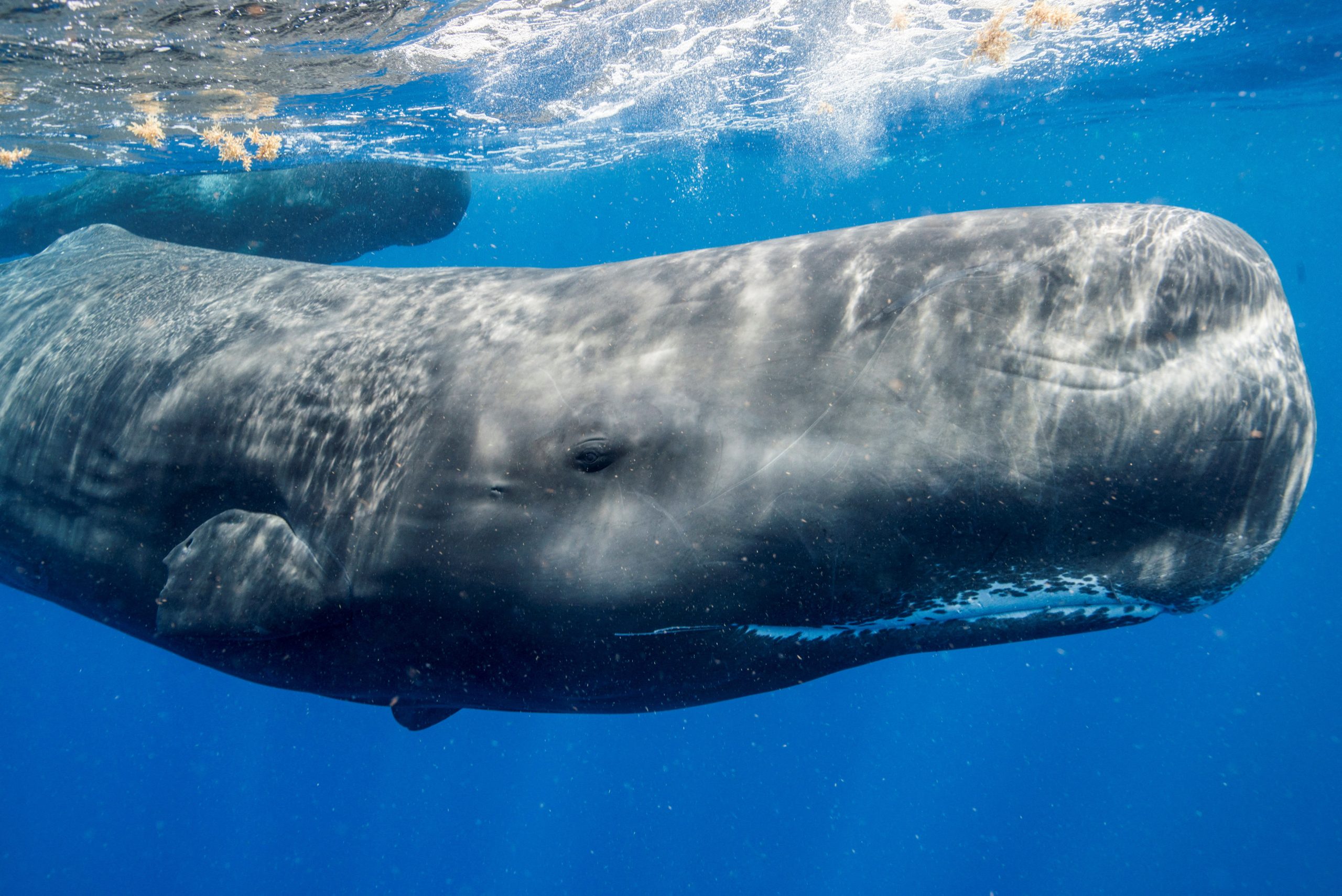 2026052026-05-01T080042Z_2001058202_RC2IU8924VMY_RTRMADP_3_SCIENCE-WHALES-scaled-1