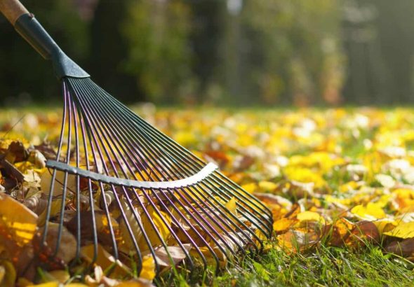 Detail of rake in autumn season. Raking in garden.