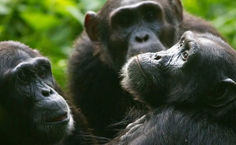 202605Chimpanzees-in-Kibale-NP