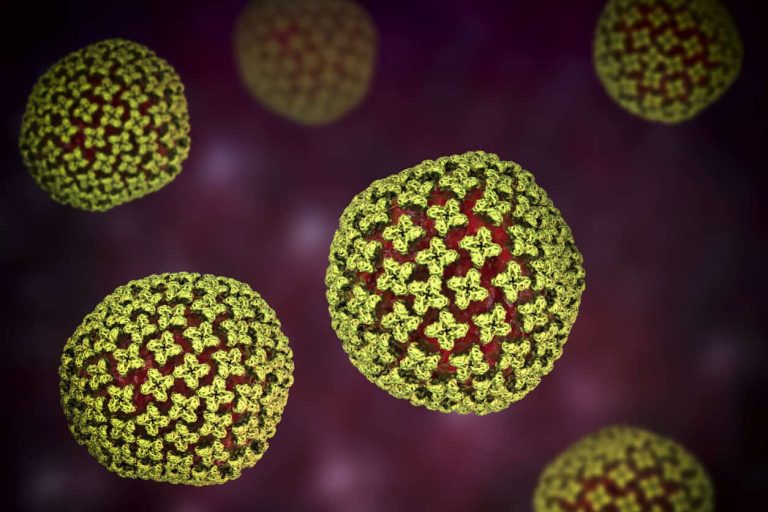 Hantavirus particles, artwork