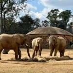 202605Joburg-Zoo-elephants
