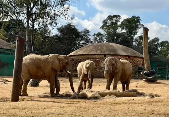 202605Joburg-Zoo-elephants