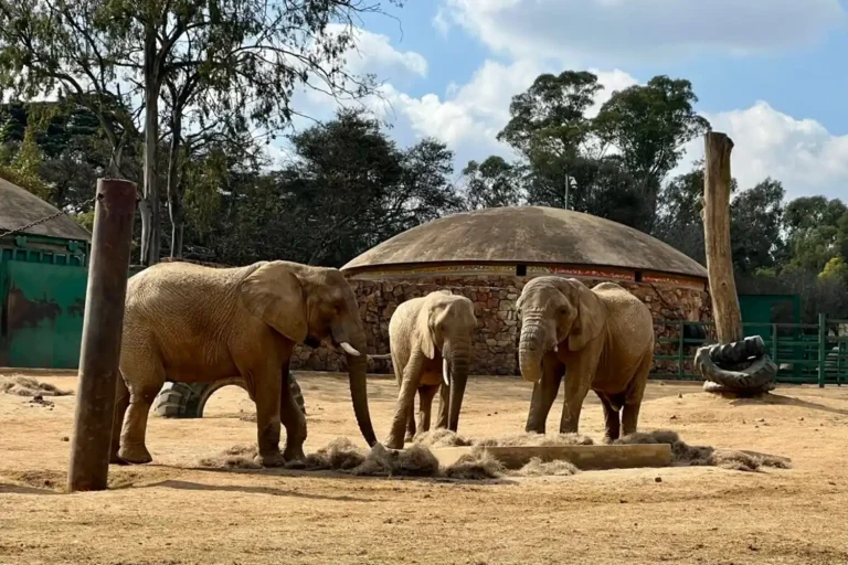 202605Joburg-Zoo-elephants