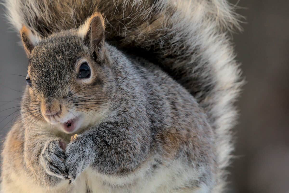 202605Our-attention-spans-are-now-shorter-than-a-squirrel-on-crack