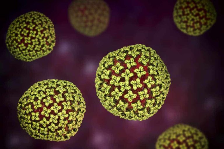 Hantavirus particles, artwork