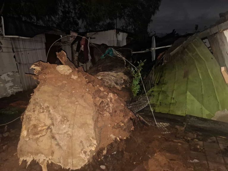 202605TREE-FALLS-OVER-SHACKS-IN-GERMISTON