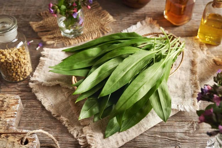 Fresh wild garlic or ramson leaves harvested in a forest in spring - wild edible plant