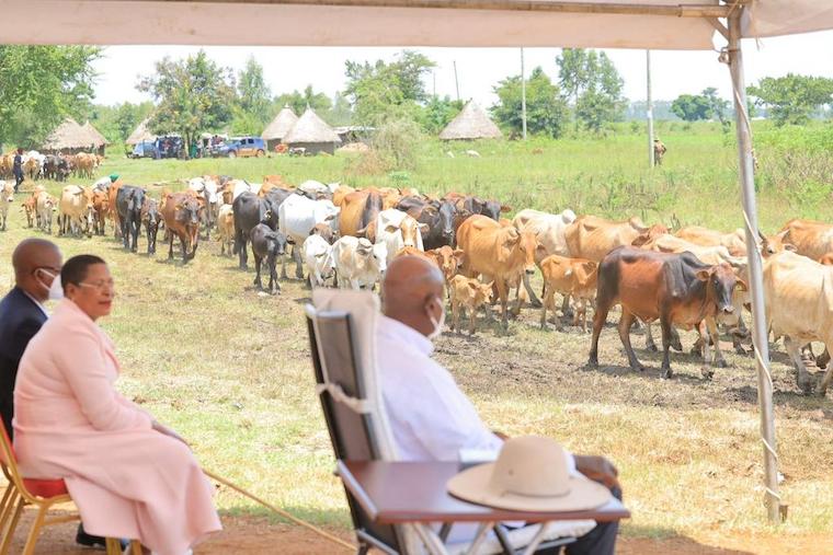 202408Anita_Among_with_President_Museveni_watch_over_cows