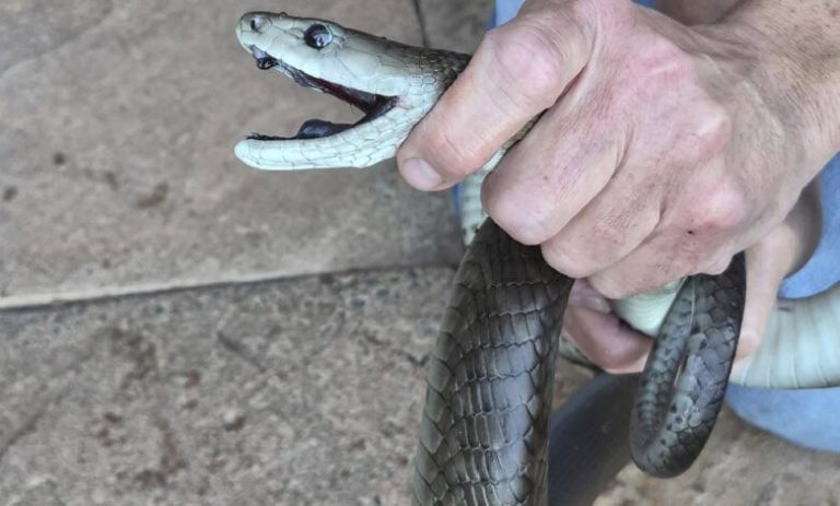 202606Black-mamba-Mandy-Courier