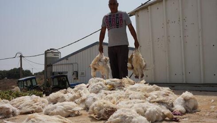 202606Heatwave-Triggers-Massive-Poultry-Losses-Across-France