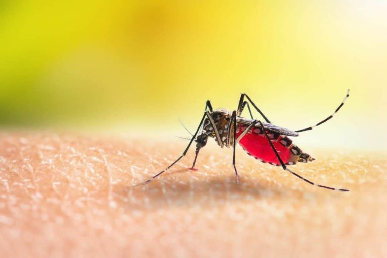 202606Malaria
