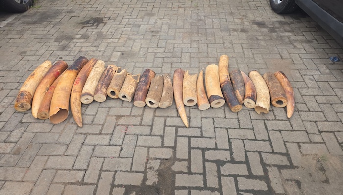 202606Nigeria-Busts-Ivory-Trafficking-Ring-Seizes-130kg-Of-Elephant-Tusks-In-Major-Wildlife-Crackdown