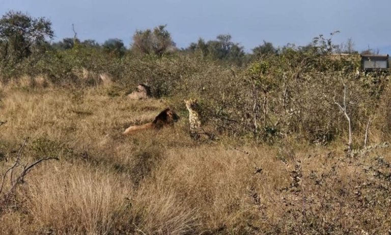202606Open-safari-vehicle-drives-offroad-in-KNP-at-lion-sighting