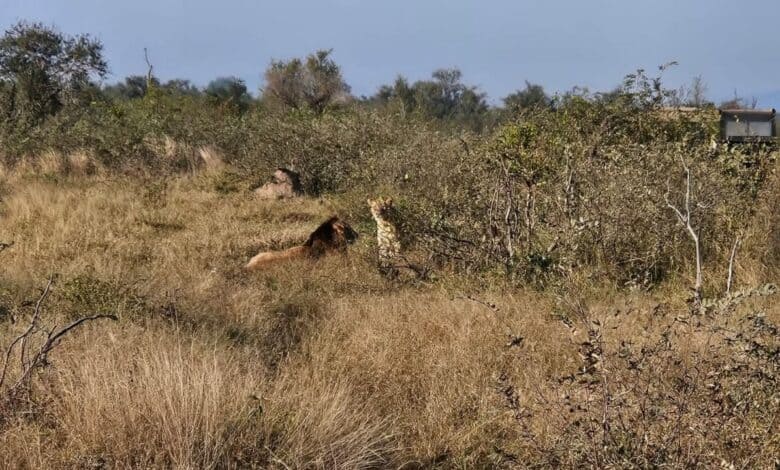 202606Open-safari-vehicle-drives-offroad-in-KNP-at-lion-sighting