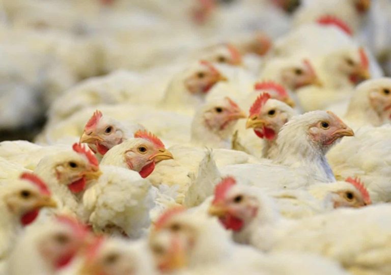 202606chickens-stock