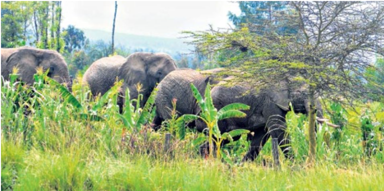 202308elephants
