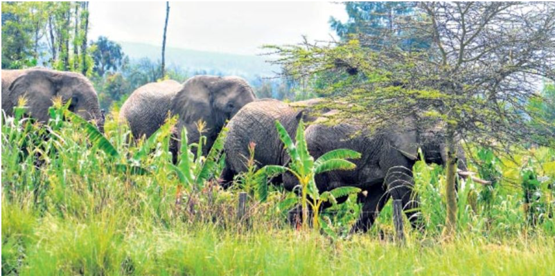 202308elephants