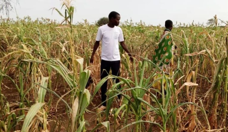 202607Drought-hit-maize-crops-in-Kotido